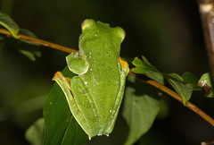 Rhacophorus kio