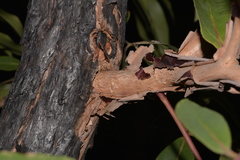 Lophostemon suaveolens