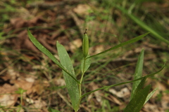 Cephalanthera longifolia