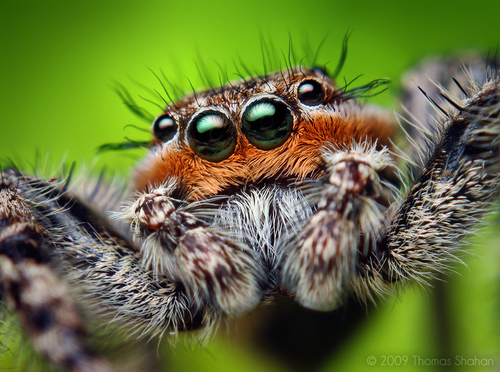 Tan Jumping Spider, photo 3 of 10