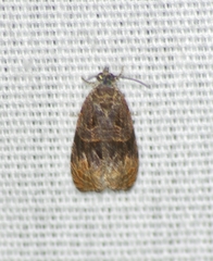 Endothenia montanana