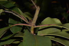 Lophostemon suaveolens