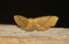 Plagodis phlogosaria