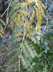 Senegalia bonariensis