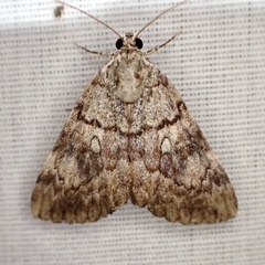 Catocala lineella