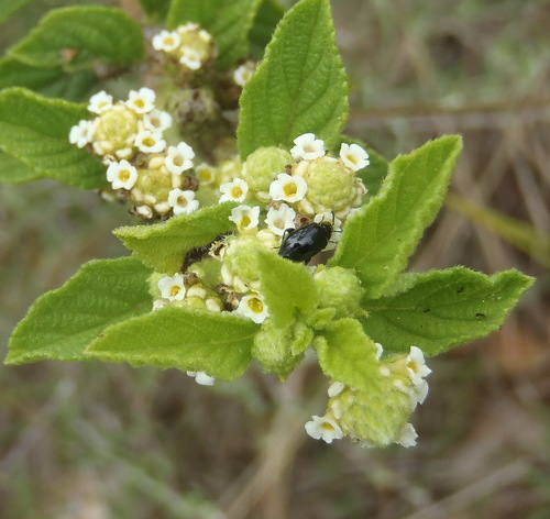 Image of Lippia rehmannii by (c) Nicola van Berkel, some rights reserved (CC BY-SA)