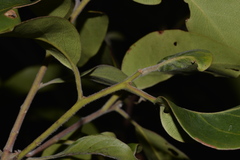 Lophostemon suaveolens