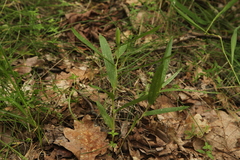 Cephalanthera longifolia