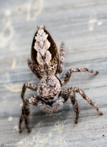 Tan Jumping Spider, photo 2 of 10