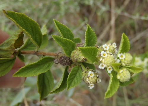 Image of Lippia rehmannii by (c) Nicola van Berkel, some rights reserved (CC BY-SA)