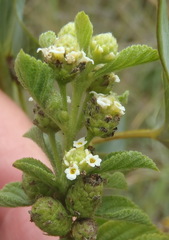 Lippia rehmannii