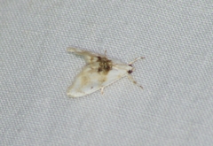 Lipocosma adelalis