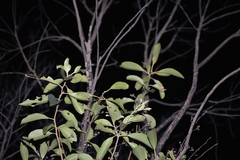 Lophostemon suaveolens