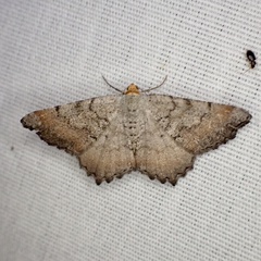 Macaria distribuaria