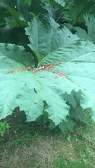 Gunnera tinctoria