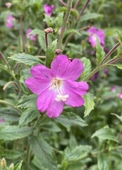 Epilobium hirsutum
