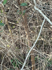 Senegalia bonariensis