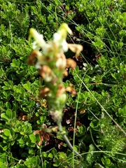 Pedicularis ascendens