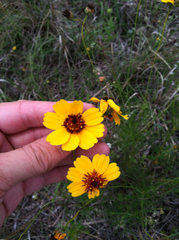 Thelesperma filifolium