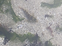 Oligocottus maculosus