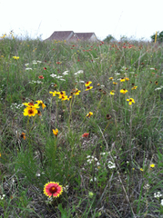 Thelesperma filifolium