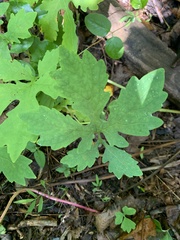 Stylophorum diphyllum