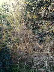 Senegalia bonariensis