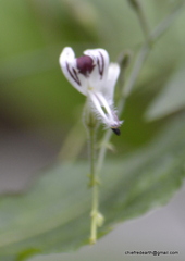 Andrographis paniculata