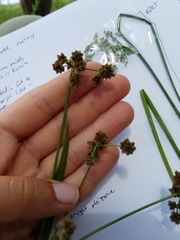 Scirpus hattorianus