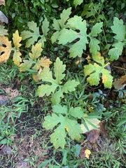 Stylophorum diphyllum