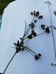 Scirpus hattorianus