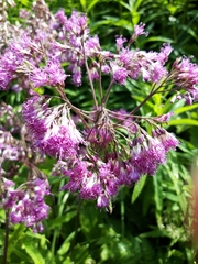 Adenostyles alliariae