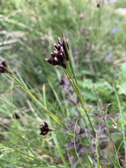 Juncus jacquinii