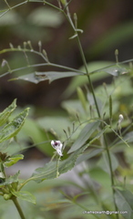 Andrographis paniculata