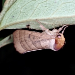 Datana major