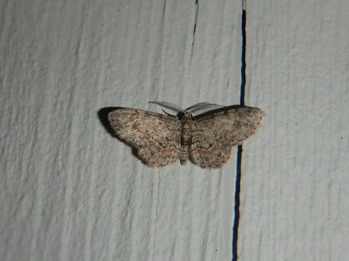 Texas Gray photo 3