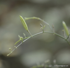 Andrographis paniculata