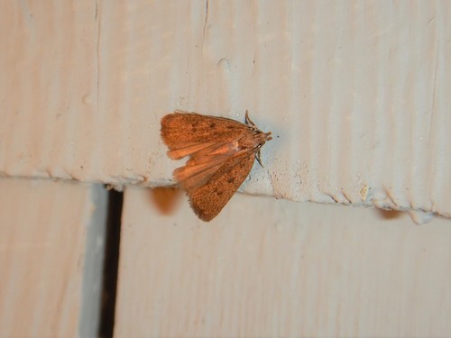 Glyphidocera septentrionella photo 3