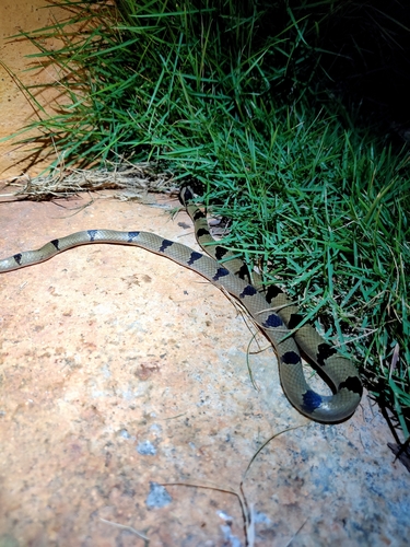 Photo of a Banded Kukri (Oligodon arnensis)