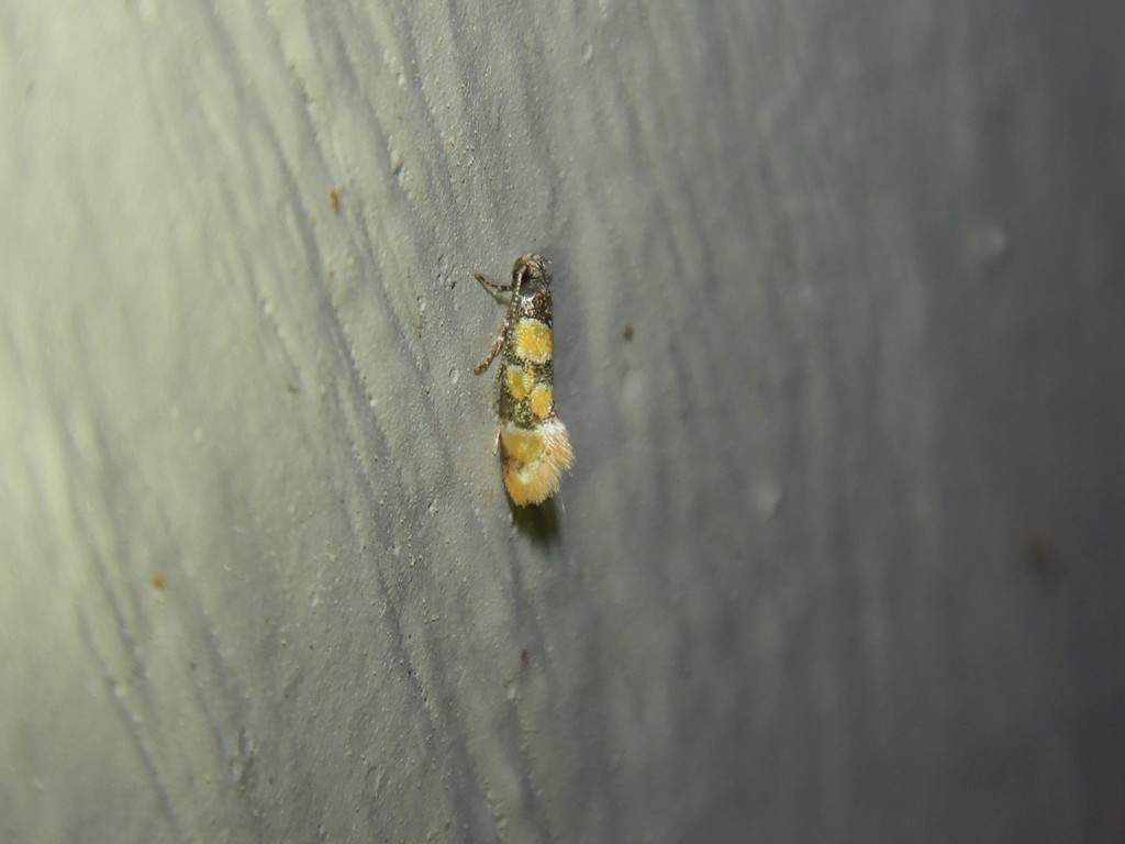 Small Decantha Moth