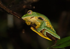 Rhacophorus kio