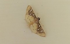 Nausinoe