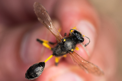 Sceliphron destillatorium