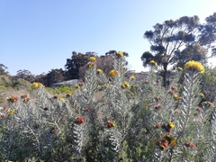 Leucospermum parile