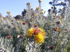 Leucospermum parile
