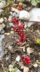 Sedum atratum