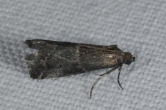Acrobasis marmorea