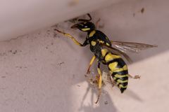 Euodynerus disconotatus