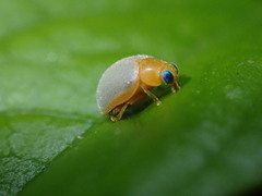 Ortalia