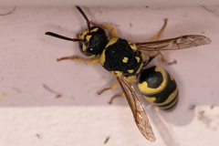 Euodynerus disconotatus